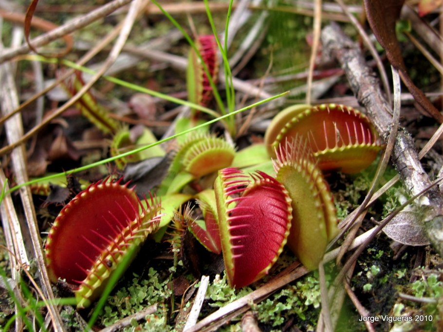 Дионея мухоловка