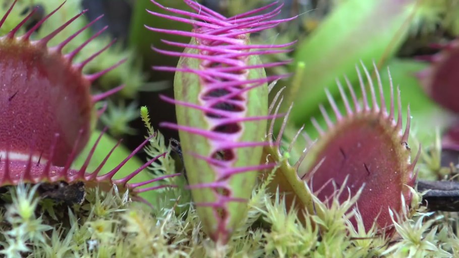 Венерина мухоловка