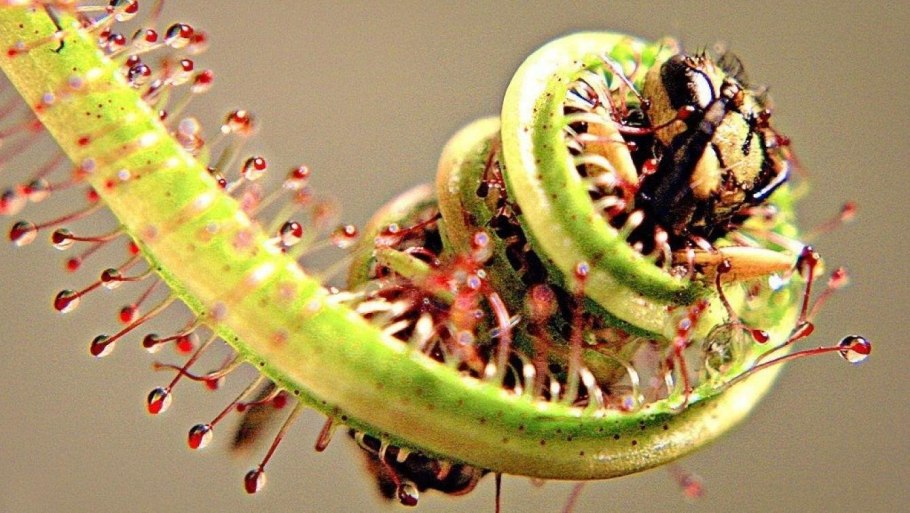 Венерина мухоловка ареал