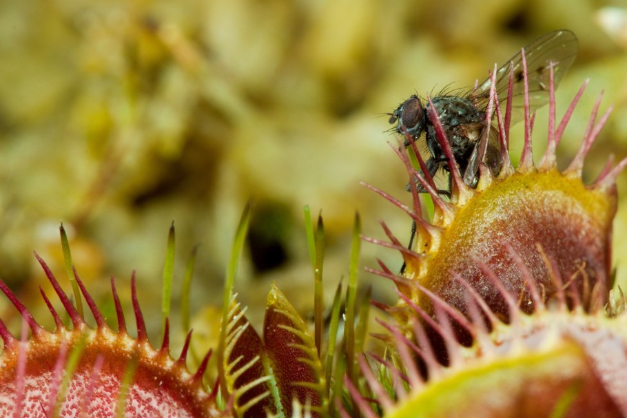 Непентес небольшой