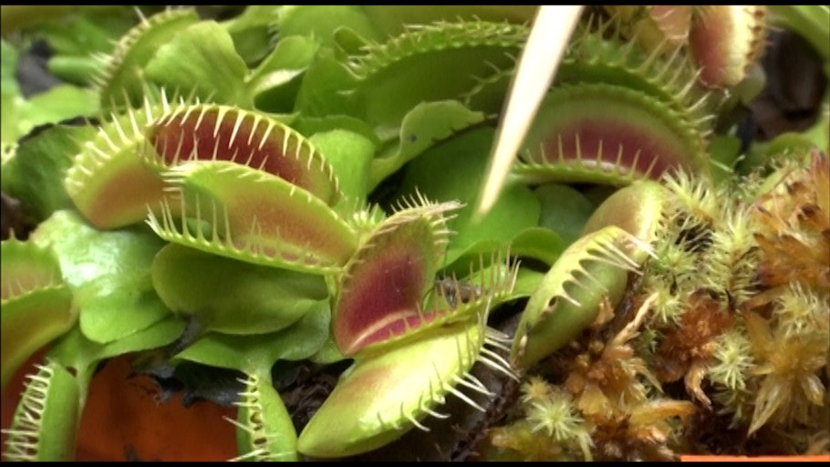 Венерина мухоловка Пиранья