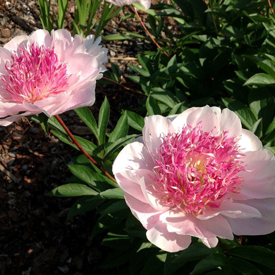 Paeonia Abalone Pearl