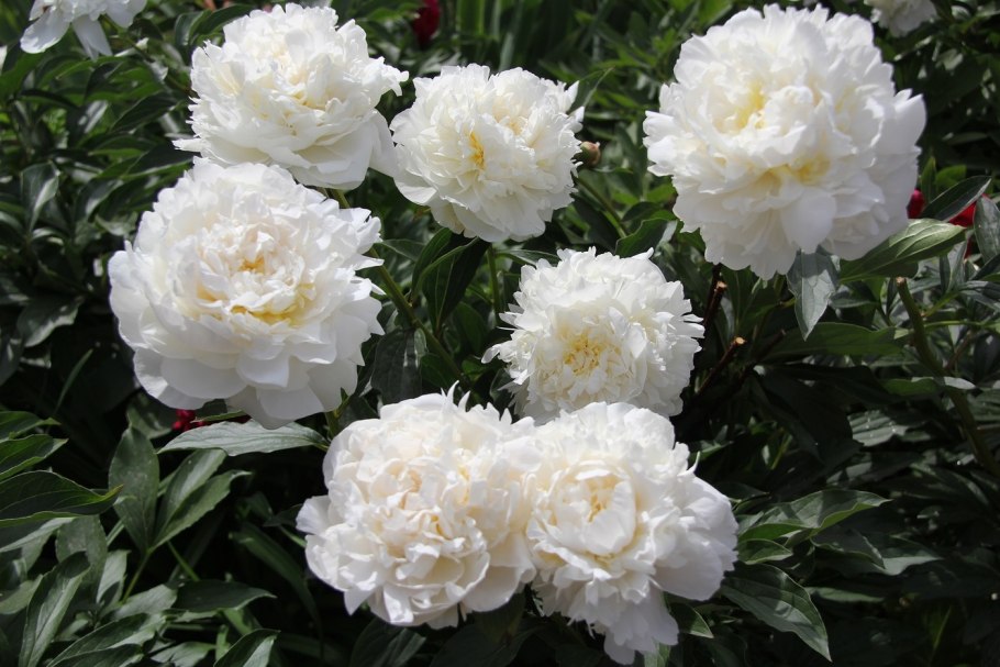 Пион гибридный Paeonia 'Carrara'