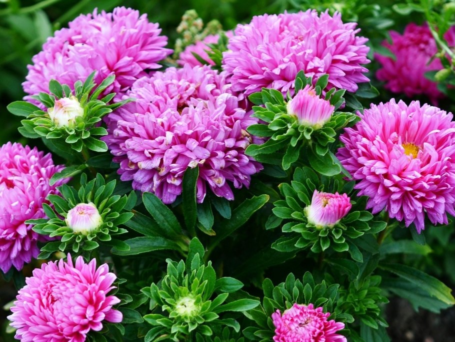 Астра Хризантема георгин