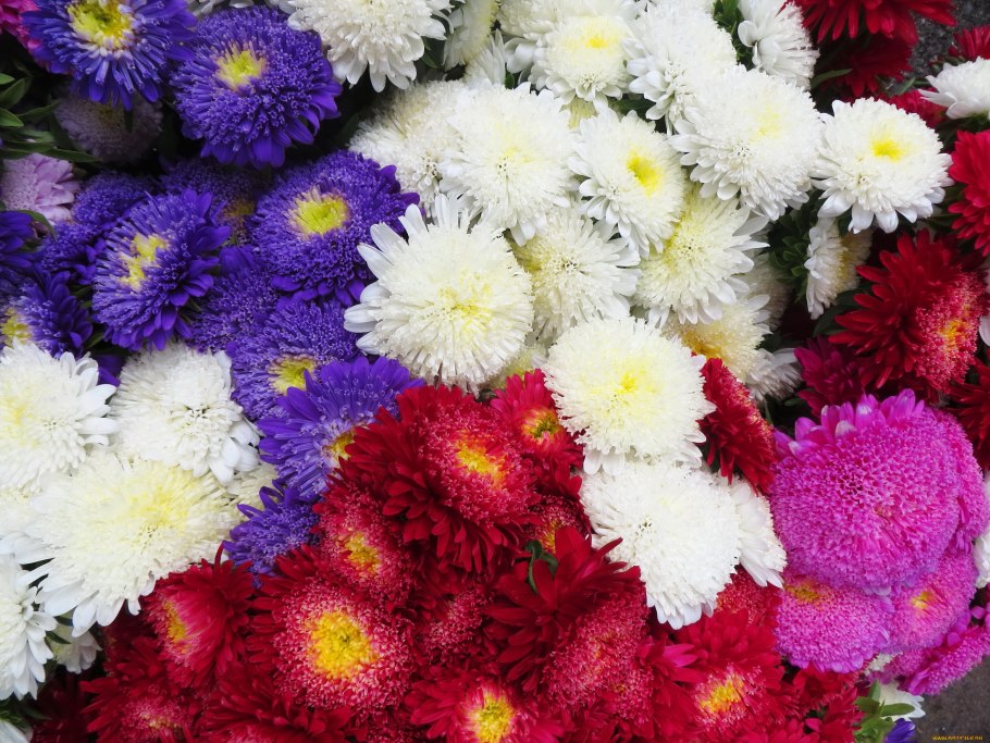 Астра пионовидная серебряная башня