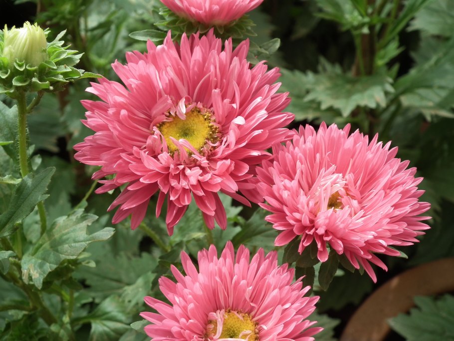 Астра игольчатая фиолетовая