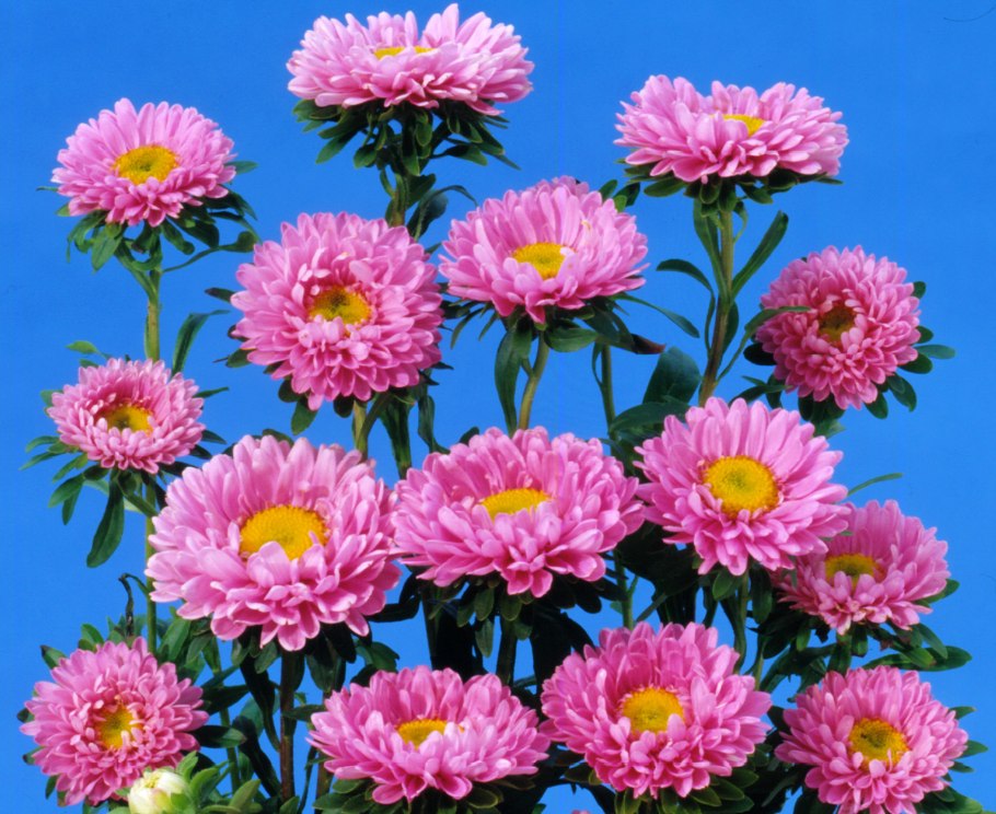 Callistephus chinensis каллистефус китайский