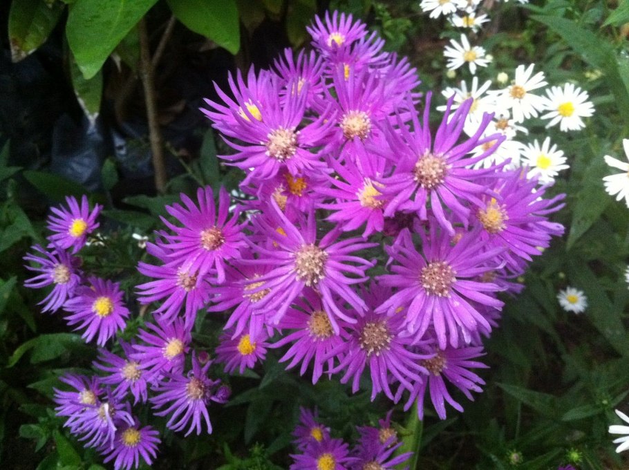Астры в саду