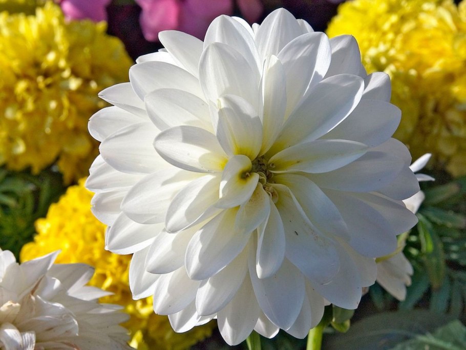 Астра кустарниковая Pink Beauty