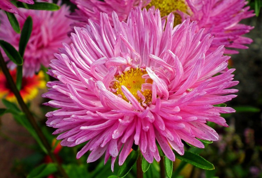 Каллистефус китайский