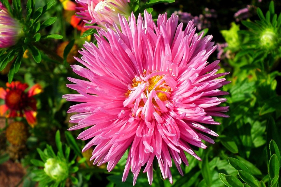 Низкорослые георгины Гэллери