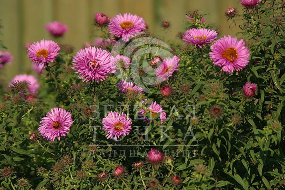 Астра Хризантема белая