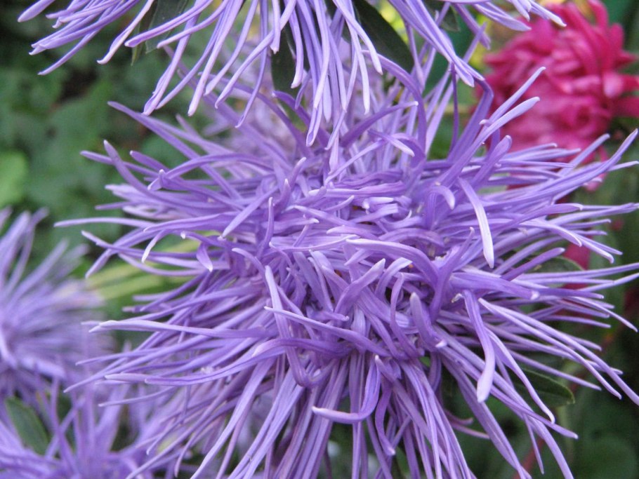 Астра Альпийская dunkle schone