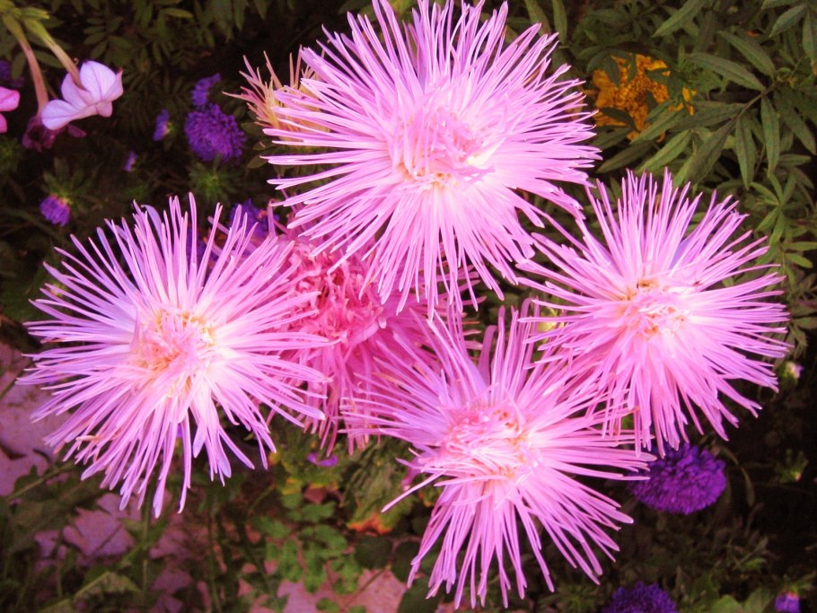 Астра бордюрная многолетняя низкорослая