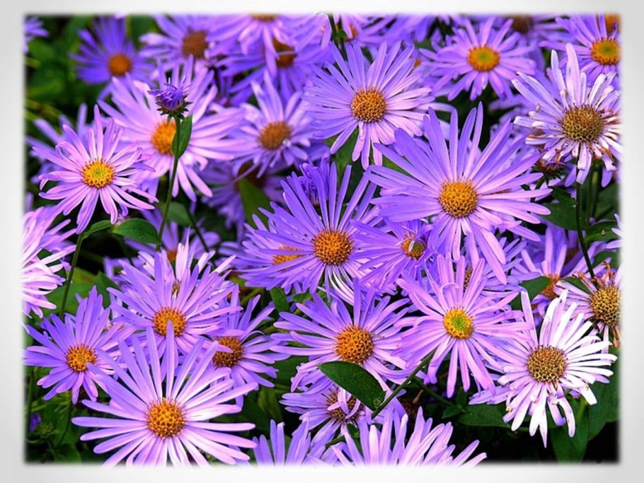 Астра Сидония розовая