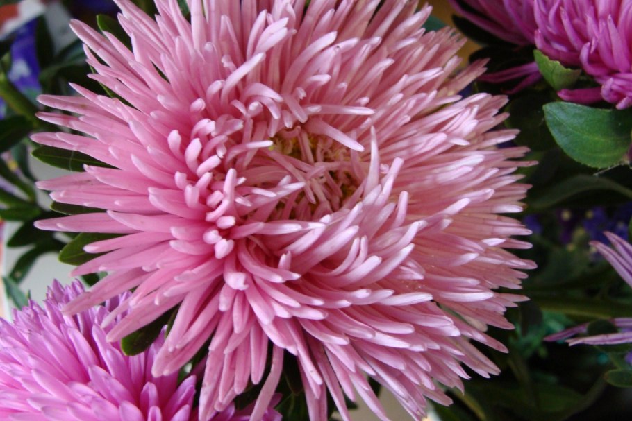 Астра Эдельвейс