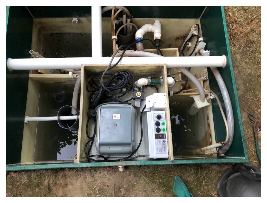 Астра остролистная