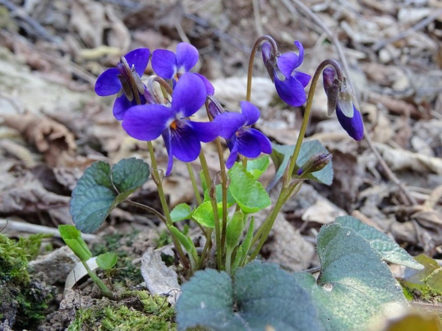 Фиалка собачья