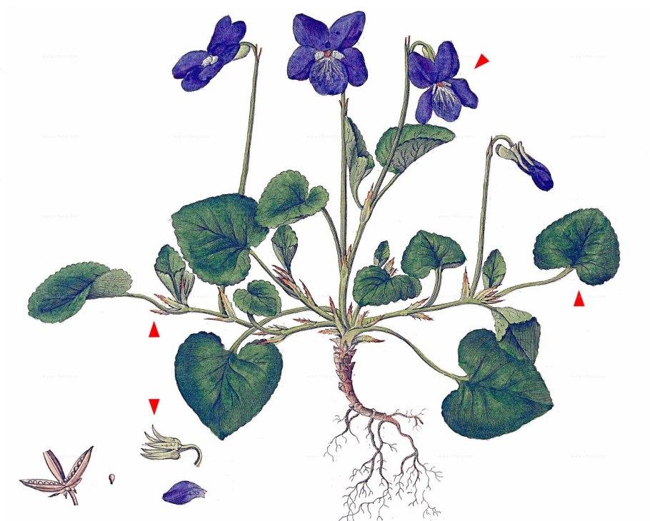 Фиалка душистая корень