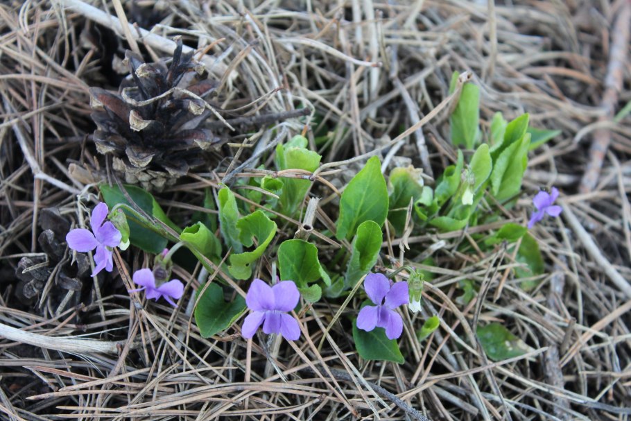 Фиалка собачья (Viola Canina)