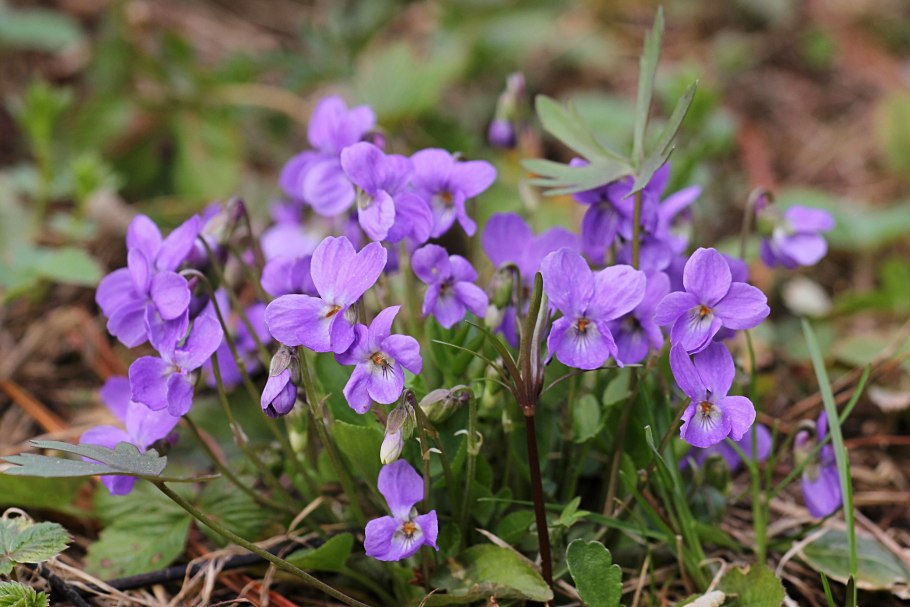 Фиалка Болотная (Viola palustris)