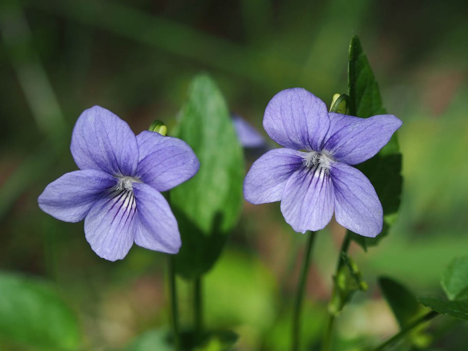 Фиалка топяная Viola uliginosa