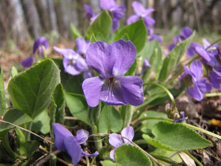 Фиалка собачья (Viola Canina l.)