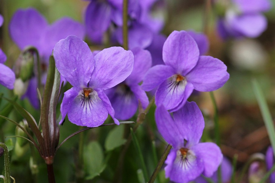 Фиалка Лесная вариегатная