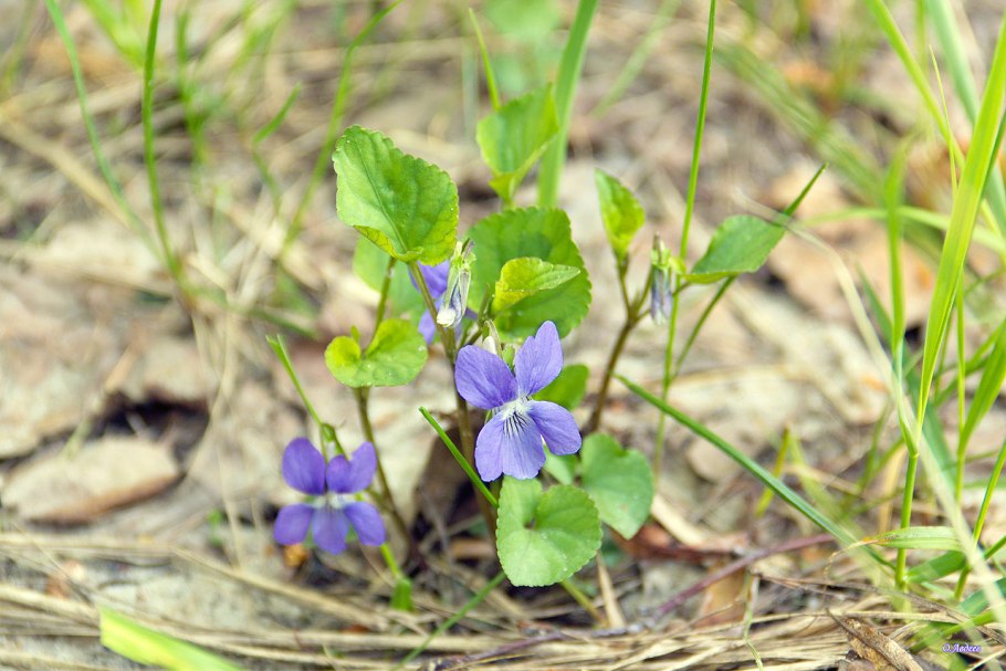 Фиалка Виола канина