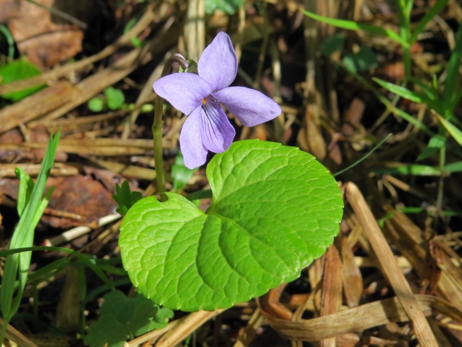 Фиалка собачья (Viola Canina)