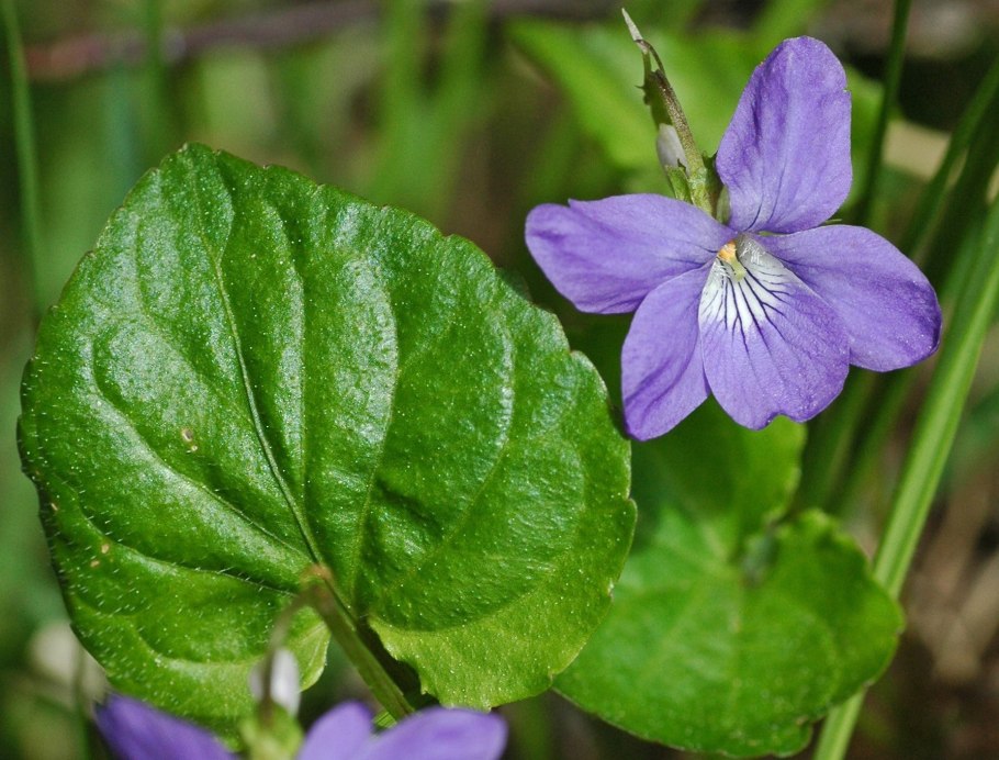 Фиалка топяная Viola uliginosa