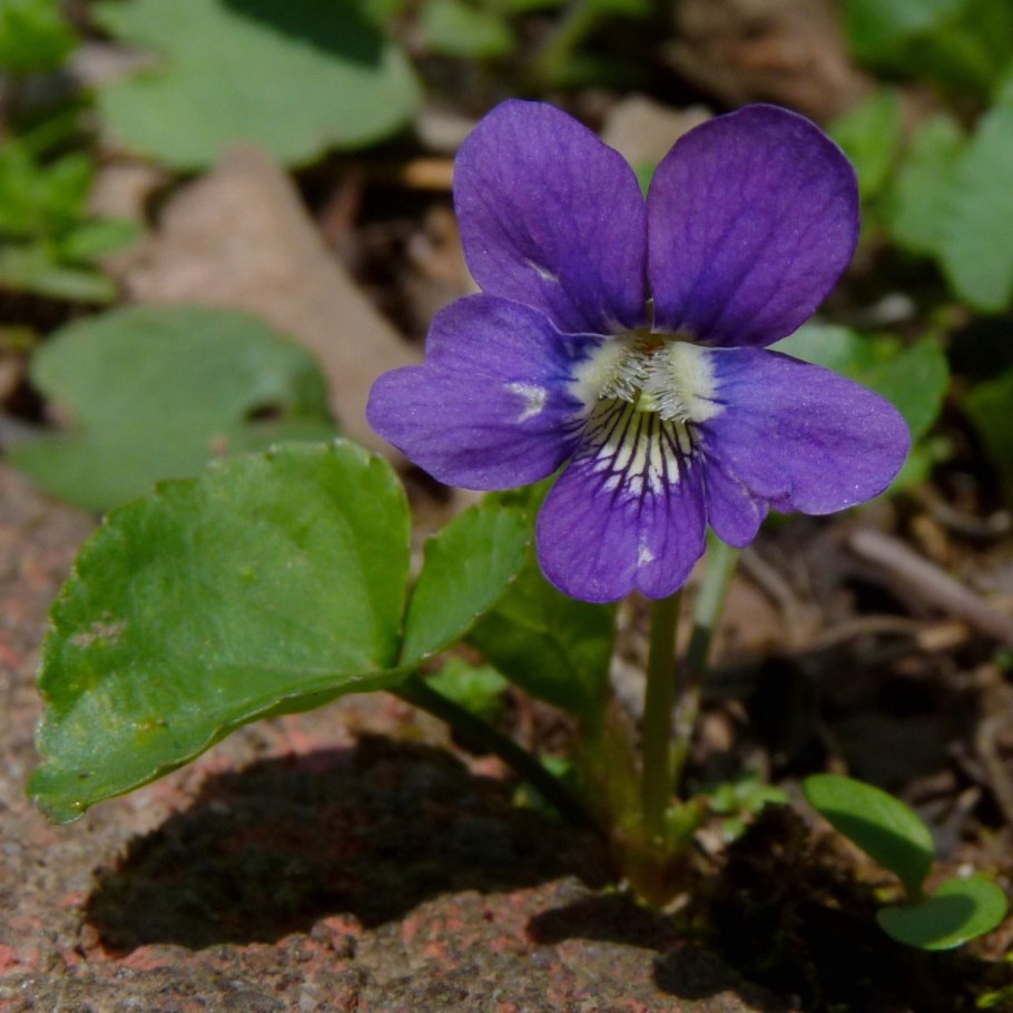 Садоводство фиалка