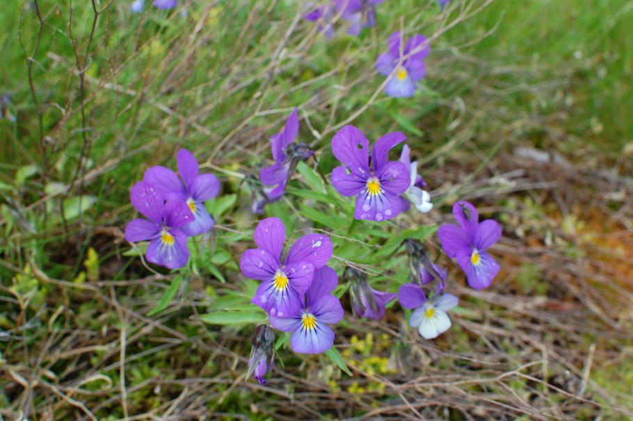 Viola affinis