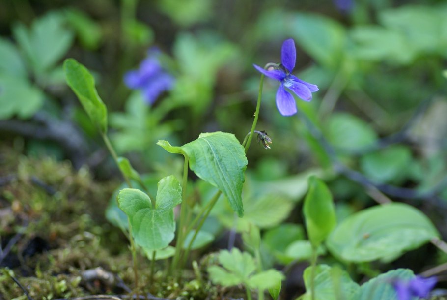 Фиалка короткошпорцевая