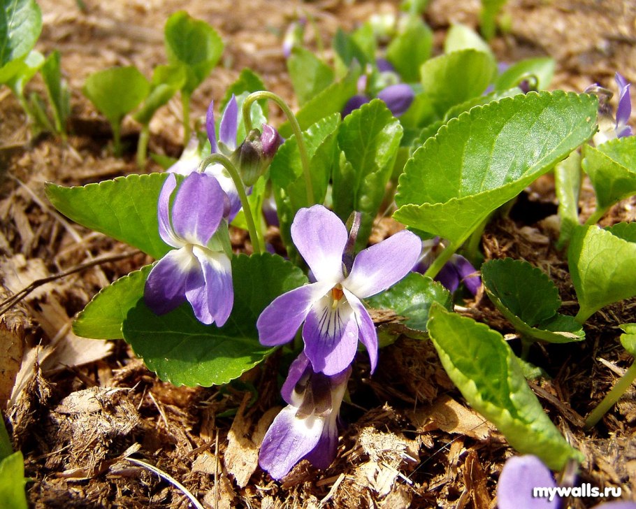 Фиалка крийская