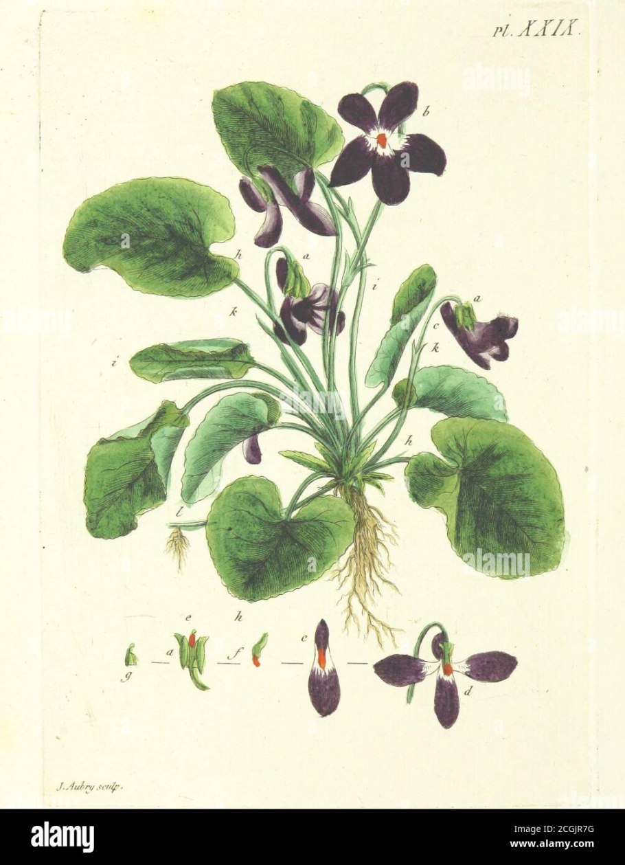 Фиалка Скальная Viola rupestris