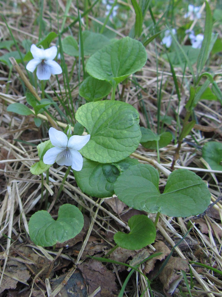 Фиалка Лесная холмовая