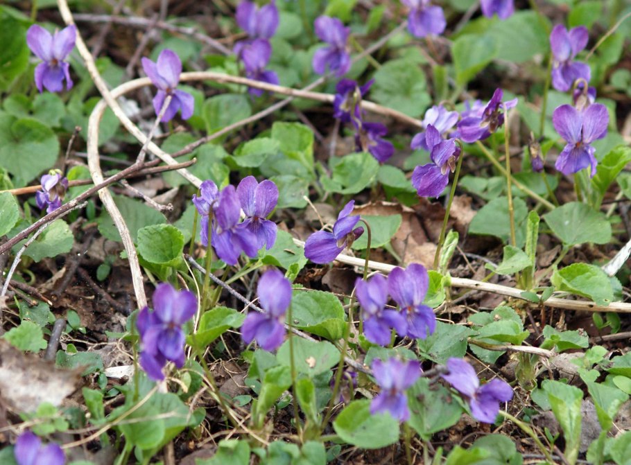 Viola riviniana