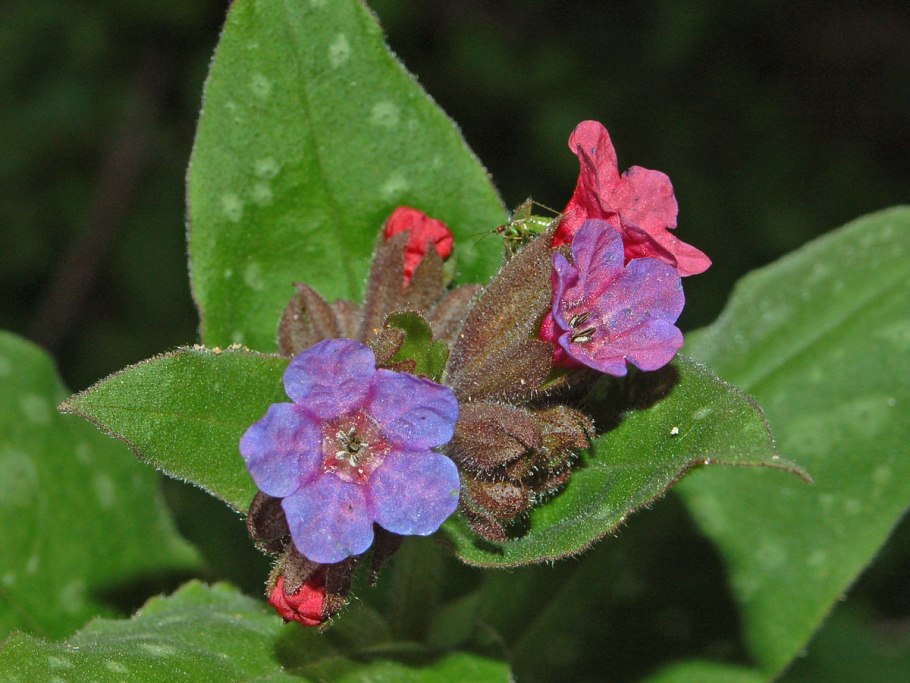 Pulmonaria officinalis l.