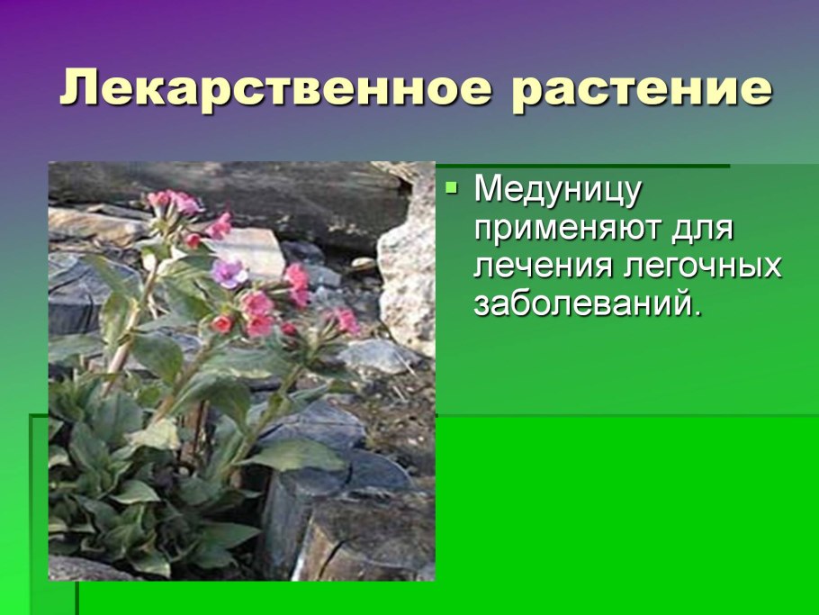 Pulmonaria Victorian Brooch Медуница