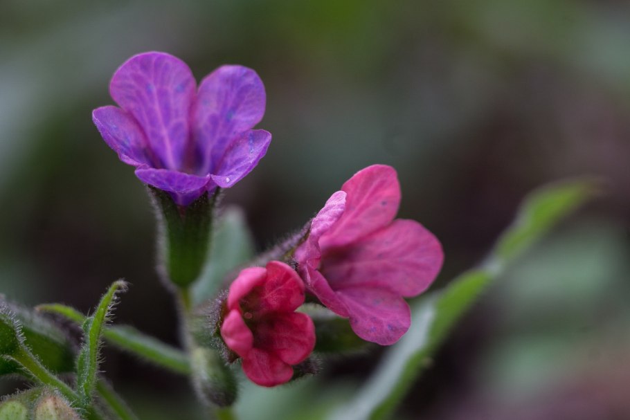 Медуница лекарственная (легочница) ( Pulmonaria officinalis l.)