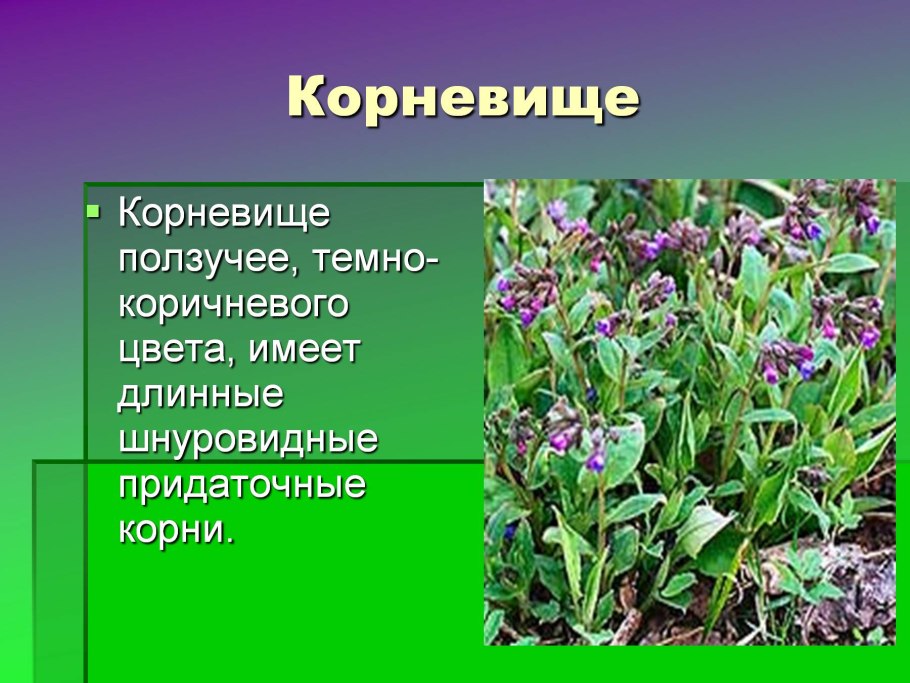 Медуница цветок ядовитый