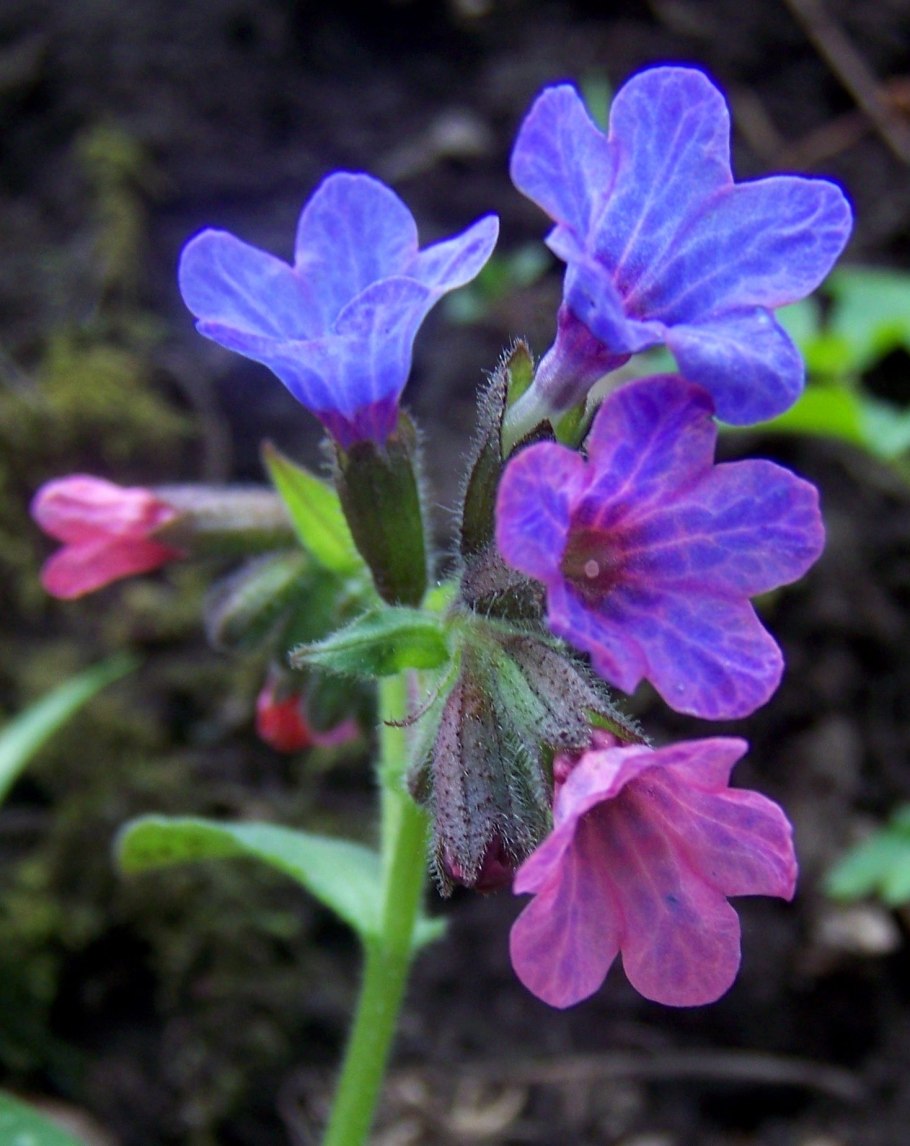 Медуница неясная Pulmonaria Obscura