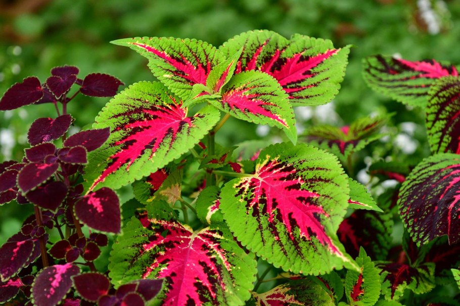 Колеус Тапестри