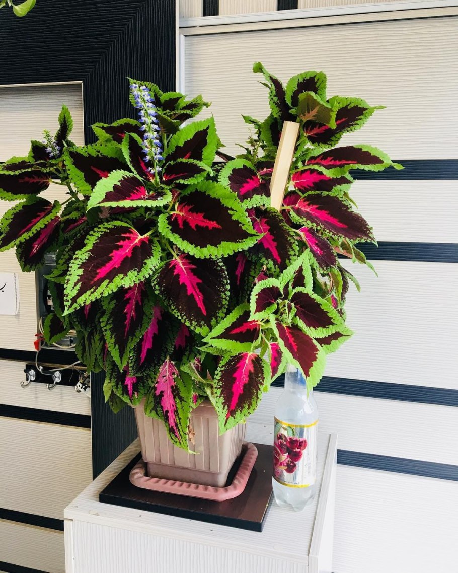 Колеус Lemon & Lime