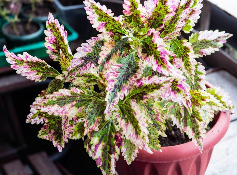 Колеус Emerald Dawn