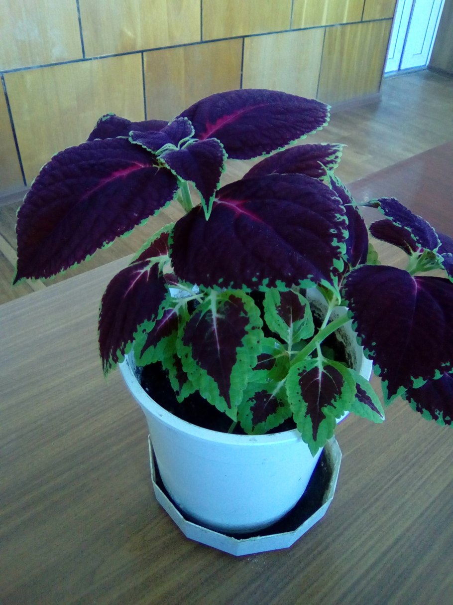 Колеус Кардинал Мазарини