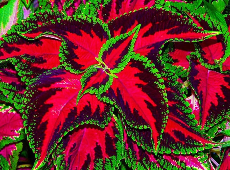 Колеус Red Croton