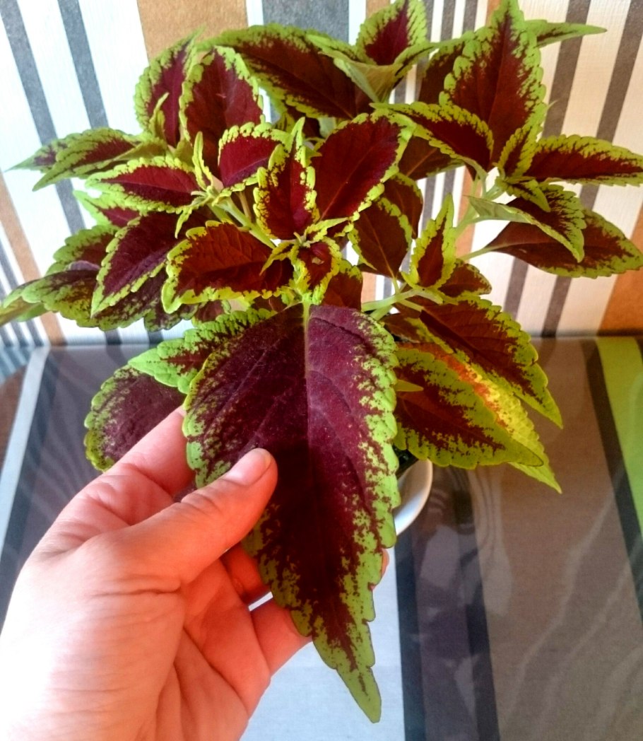 Колеус Блюма