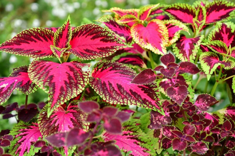 Колеус цветок в горшке